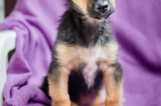 Hodie, 4 miesięczna sunia, SZCZENIAK adopcja