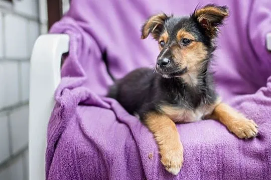 Hodie, 4 miesięczna sunia, SZCZENIAK adopcja