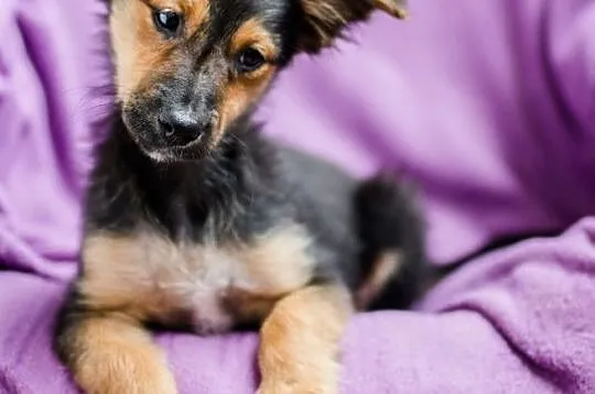 Hodie, 4 miesięczna sunia, SZCZENIAK adopcja