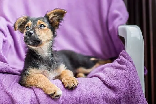 Hodie, 4 miesięczna sunia, SZCZENIAK adopcja