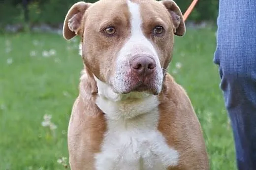Amik łagodny pit bull szuka domu,  małopolskie Kra