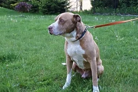 Amik łagodny pit bull szuka domu,  małopolskie Kra