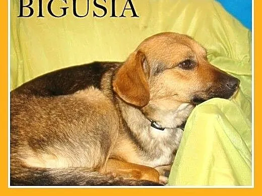 BIGUSIA-młoda, przyjazna sunia,łagodna, praytulaśn