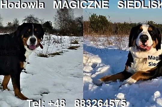 Duży Szwajcarski Pies Pasterski szczeniaki po idea, Katowice