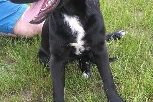 SZCZENIAK w typie LABRADORA sunia szuka kochającego domu!,  Kundelki cała Polska