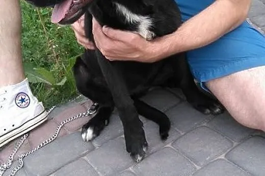 SZCZENIAK w typie LABRADORA sunia szuka kochająceg