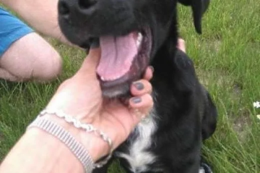 SZCZENIAK w typie LABRADORA sunia szuka kochająceg