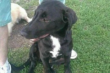 SZCZENIAK w typie LABRADORA sunia szuka kochająceg