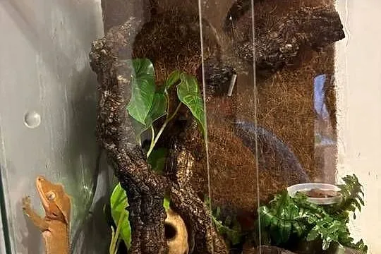 Gekon orzęsiony +terrarium, Wielkopolskie, Wysoka