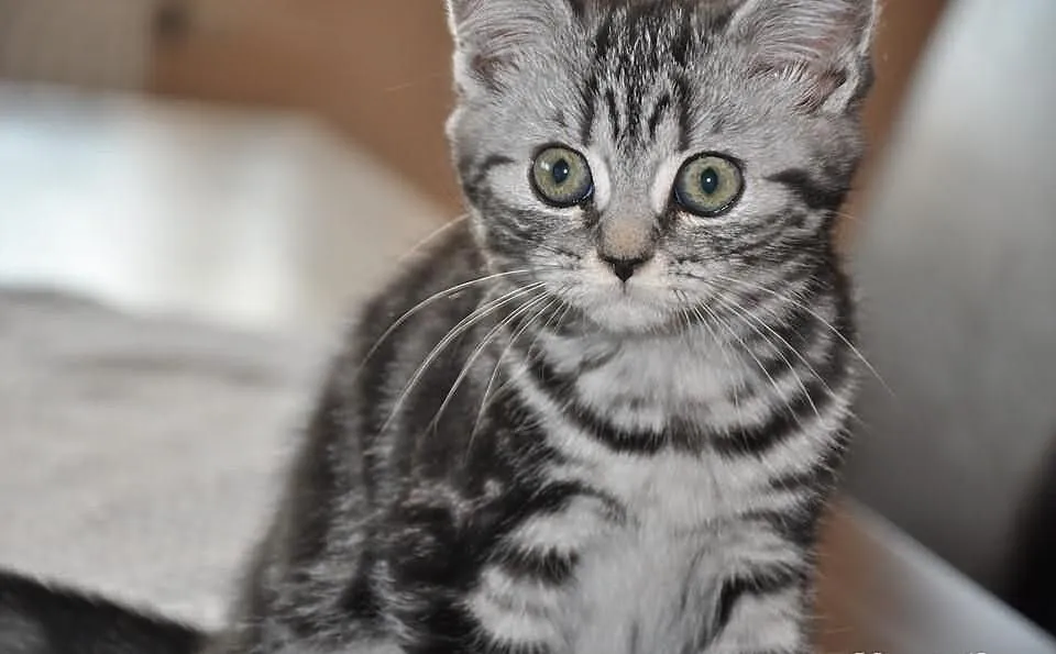 Kociaki brytyjskie typu whiskas
