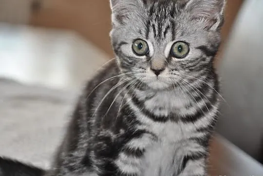 Kociaki brytyjskie typu whiskas