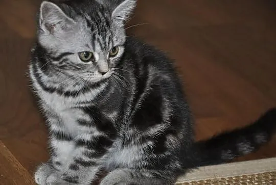 Kociaki brytyjskie typu whiskas