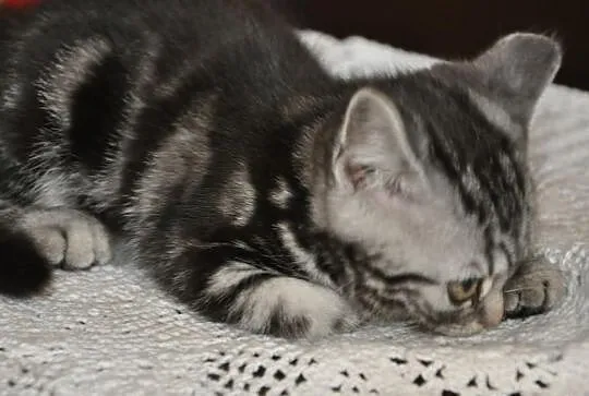 Kociaki brytyjskie typu whiskas