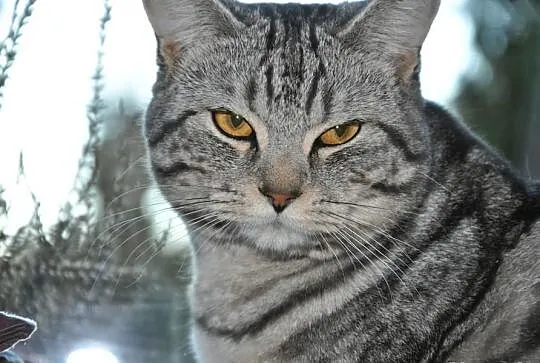 Kociaki brytyjskie typu whiskas