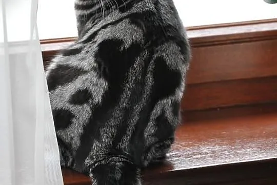 Kociaki brytyjskie typu whiskas