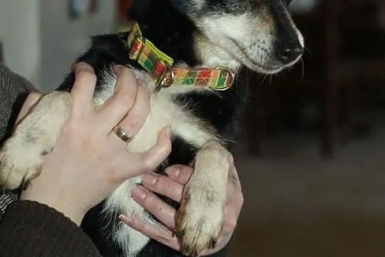 Maleńka suczka Lusia czeka na domek!