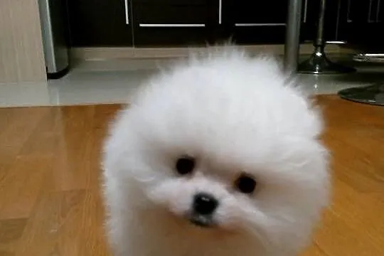 szpic miniaturowy pomeranian miski mieszczą się w rękach, Mazowieckie, Warszawa
