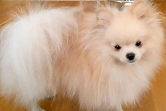 szpic miniaturowy pomeranian miski mieszczą się w rękach, Mazowieckie, Warszawa