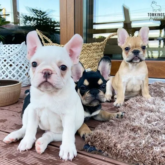 Szczenięta buldoga francuskiego AKC whatsapp  +48782076170