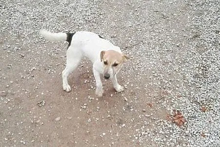 Nieco nieśmiały Klakson poleca sie do adopcji,  lu