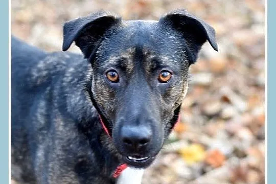 Z domu tymcz_18 kg, 2 lata,przyjacielski,pogodny pies FRYDERYK_Adopcja