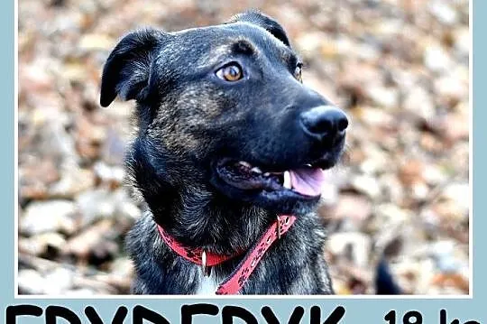 Z domu tymcz_18 kg, 2 lata,przyjacielski,pogodny p