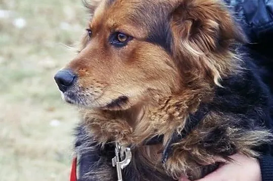 Dzika :) Zachwycająca, delikatna...IDEALNA! Adoptu