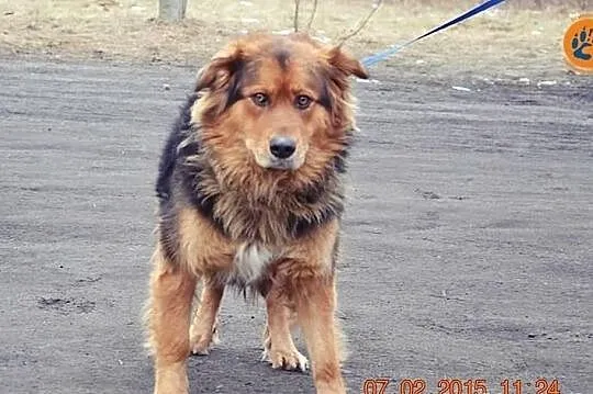 Dzika :) Zachwycająca, delikatna...IDEALNA! Adoptu