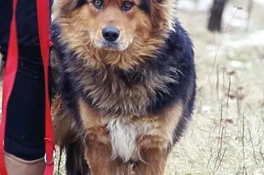 Dzika :) Zachwycająca, delikatna...IDEALNA! Adoptu