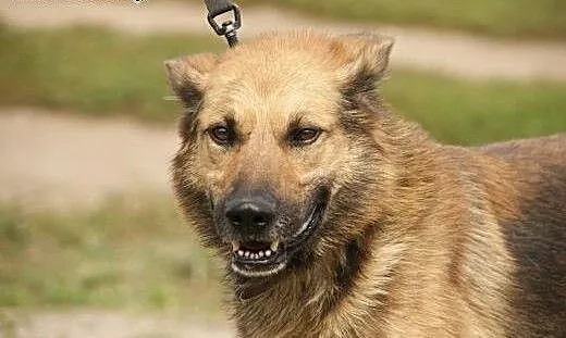 Barry :) pies, adopcja, lubuskie Gorzów Wielkopol