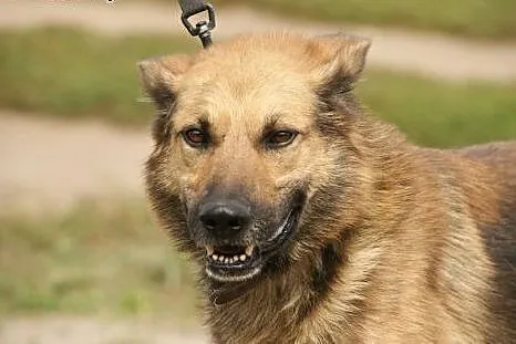 Barry :) pies, adopcja, lubuskie Gorzów Wielkopolski