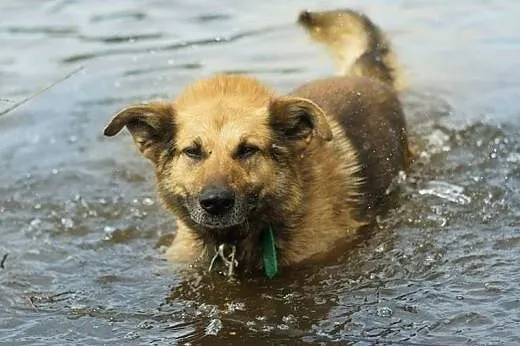 Barry :) pies, adopcja,  lubuskie Gorzów Wielkopol