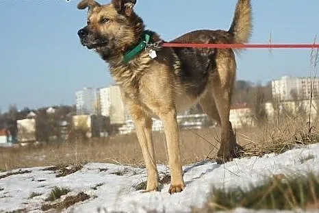 Barry :) pies, adopcja,  lubuskie Gorzów Wielkopol