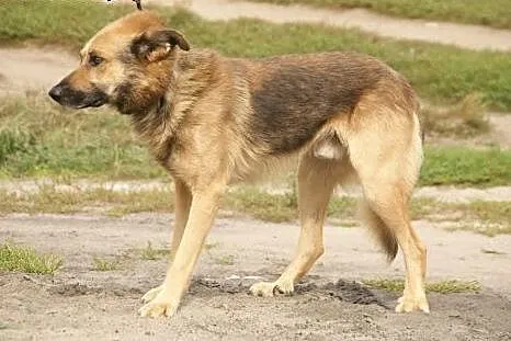 Barry :) pies, adopcja,  lubuskie Gorzów Wielkopol