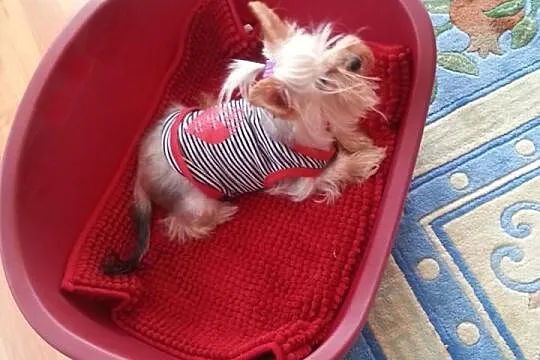Zaginęła sunia York Miniaturka siwa! Dzieci Tęskni