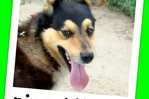 Husky mix, przyjazny pies AMIK,aktywny, wesoły,tow