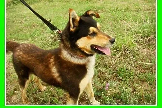 Husky mix, przyjazny pies AMIK,aktywny, wesoły,tow