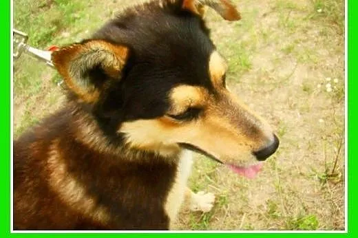 Husky mix, przyjazny pies AMIK,aktywny, wesoły,tow