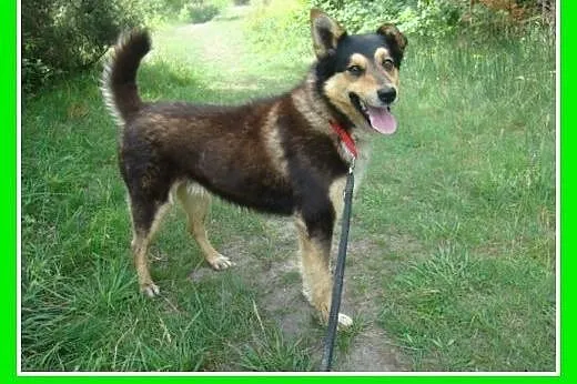 Husky mix, przyjazny pies AMIK,aktywny, wesoły,tow