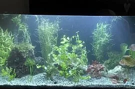 Akwarium AQUAEL 200L