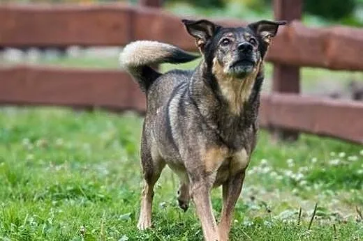 6 letni TOBI szuka domku, takiego na zawsze