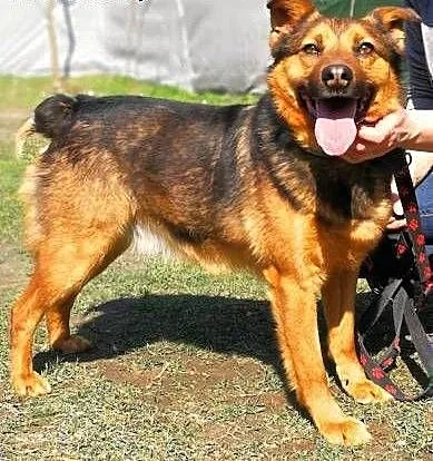 MISIEK - fajny, 5 letni psiak uratowany z łańcucha do adopcji, mazowieckie Warszawa, Mazowieckie, Warszawa