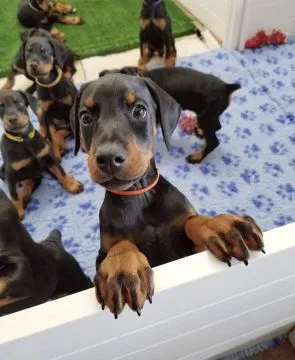 Kochające, słodkie szczenięta Dobermana czekają na nowe domy.