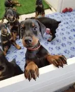 Kochające, słodkie szczenięta Dobermana czekają na nowe domy.