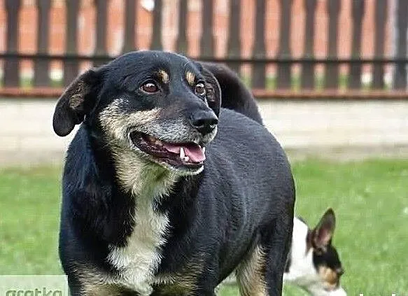 Psi ideał czeka już bardzo długo na wymarzony dom adoptuj go, , Wrocław