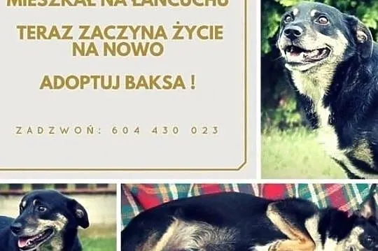 Psi ideał czeka już bardzo długo na wymarzony dom adoptuj go, , Wrocław