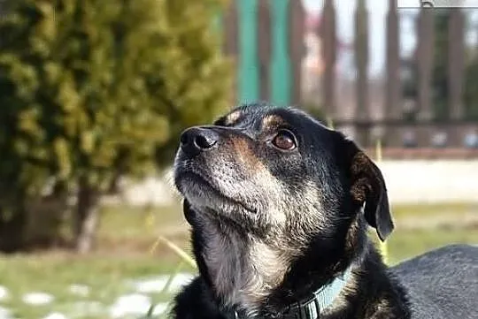 Psi ideał czeka już bardzo długo na wymarzony dom adoptuj go, , Wrocław