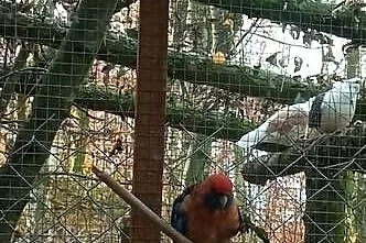 Do sprzedania nadwyżka papug, Lubelskie, Tarzymiechy Trzecie
