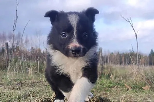 Piękna Rasowa Suczka Border Collie, szczenię z pełną dok.