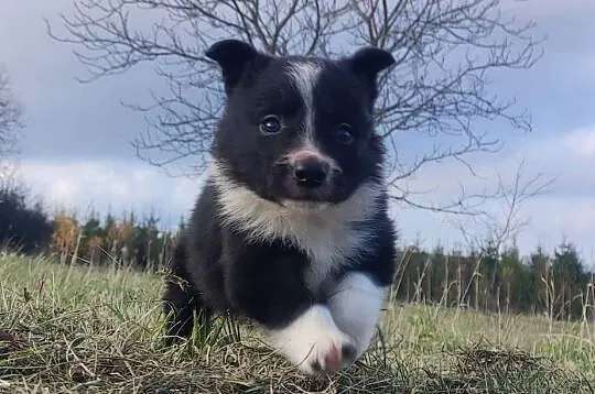 Piękna Rasowa Suczka Border Collie, szczenię z pełną dok., Małopolskie, Kraków